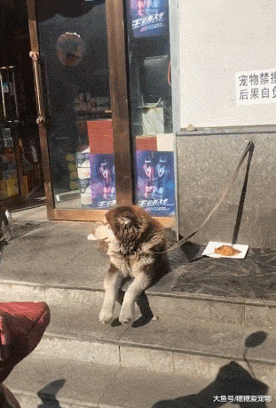 阿拉在店门口“抖腿”, 网友上前想摸, 下一秒它的反应笑喷了!