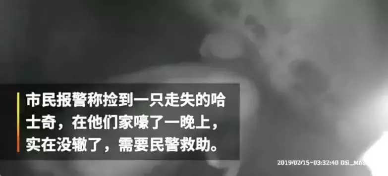 哈士奇被好心人收養，可沒想到竟嚎了一晚上，最后驚動了民警...