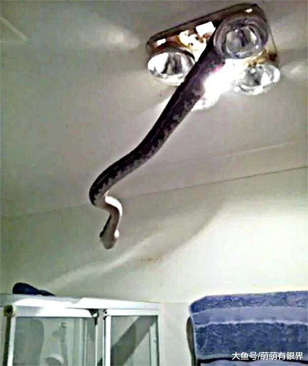 澳洲人的生活跟蛇一刻也离不开……