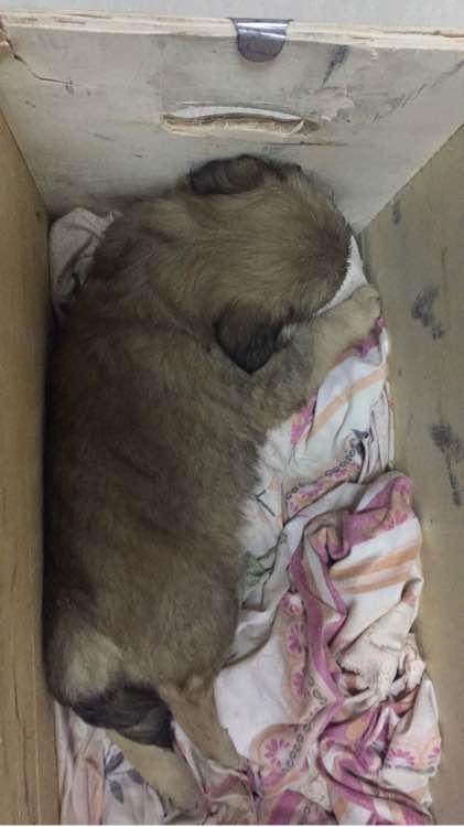 狗妈妈被保安驱赶，狗宝宝追随出去，下一幕让人感动！