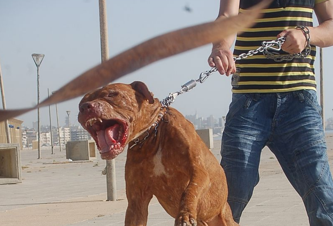 流浪斗牛犬被小伙暖心收养，它的报恩方式很贴心，令小伙万分感激