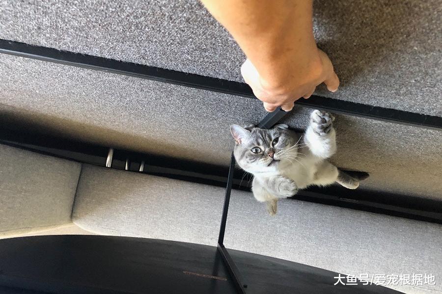 短毛猫从18楼坠落后奇迹生还，主人为救猫众筹药费