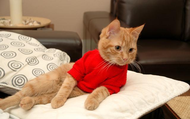 经常给猫驱虫，那做过体外驱虫的猫多久可以舔？多久可以洗澡呢？