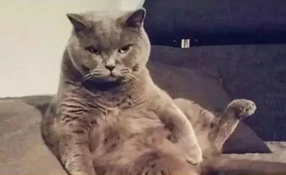 外国小哥实力演绎养狗和养猫的区别，太形象生动了