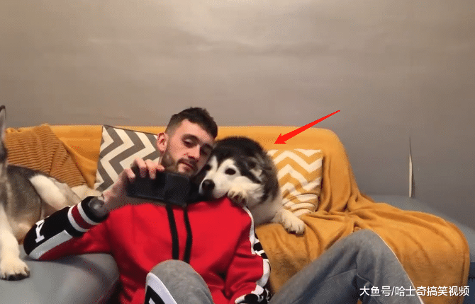 二哈跟主人玩自拍，沒想到還會擺姿勢，汪：不好看不拍了