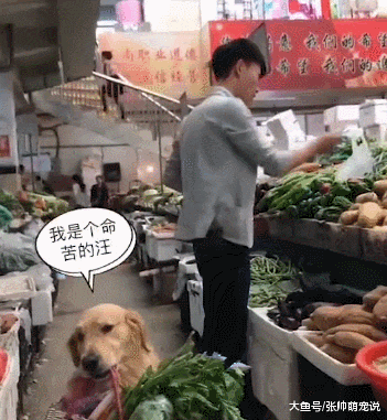 主人出门买菜时，狗狗帮他分担压力，网友：这是别人家的狗狗！