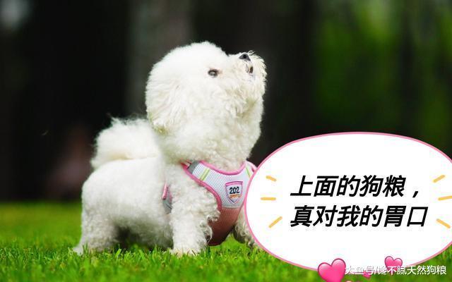 狗狗向主人示好的5个动作, 一旦出现, 就抱抱它吧!