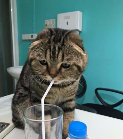 猫咪不爱喝水易患上肾衰竭，三个小技巧让猫咪爱上喝水