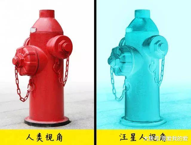 汪星人能看见“鬼”？是真的！科学家这么解释