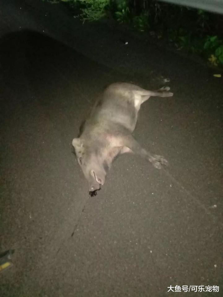 野猪冲上高速公路，意外被车撞飞，相关部门：不会追究司机责任