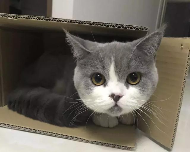 别看有些猫表面呆萌，其实背地里是这个样子的......