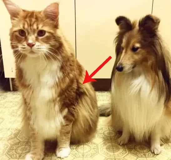 本想养个小可爱，没想到，这货居然破了吉尼斯世界纪录！