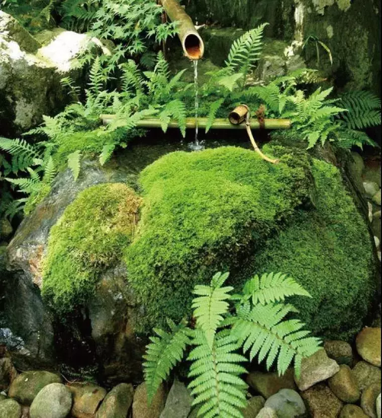 庭院青苔 · 歲月之痕