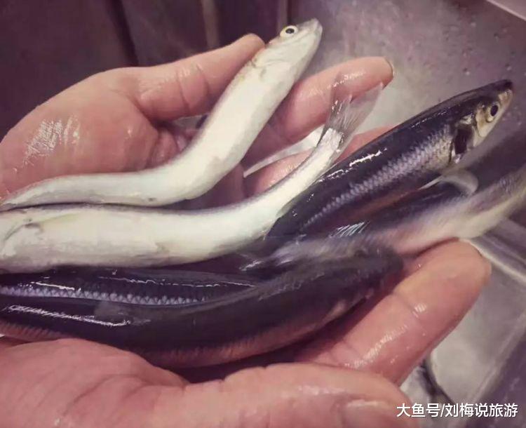 『鲈鱼』中国最好吃的6种鱼，我只见过一种，吃过的都是土豪