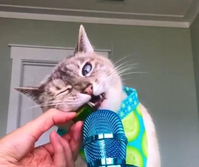 猫咪也能成为网络主播，只要在家吃东西，就能让观众们觉得满足