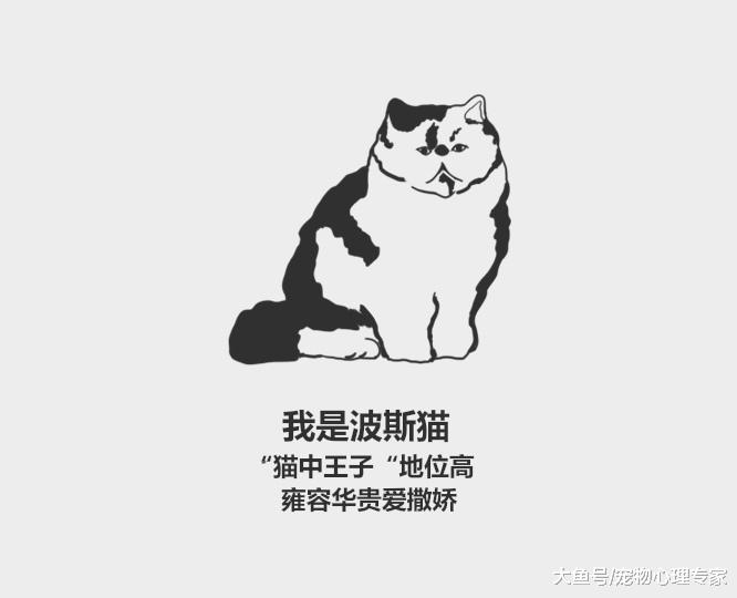 59秒冷盘点：猫咪智商高8大排名都有谁？看看你家上榜没？