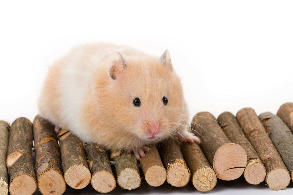 女孩把刚出生的小鼠崽放碗里，拍照发朋友圈，下一秒手机响个不停