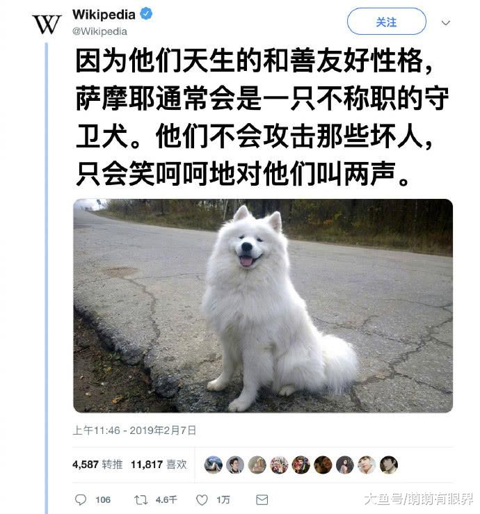 让萨摩耶看守菜地，忽然听见屋外一阵嚎叫，开门一看笑岔气……