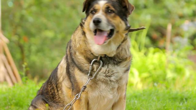 增加狗狗中暑几率的五个因素，看看你家狗狗，是否需要注意更多