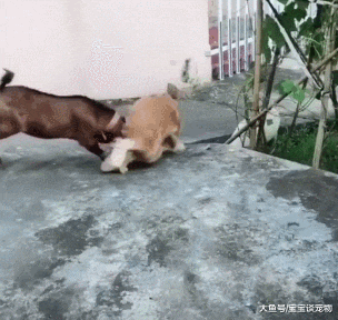 母羊为防金毛咬小羊，先发制人顶狗一脑袋！撞沟里的金毛一脸懵逼