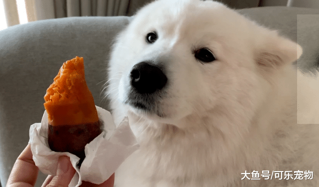 萨摩耶装傻卖萌，主人掏出了好吃的，萨摩耶瞬间馋成表情包