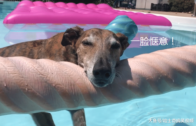网友带狗子去游泳，结果却被它逗笑了，主人：这不是澡堂啊