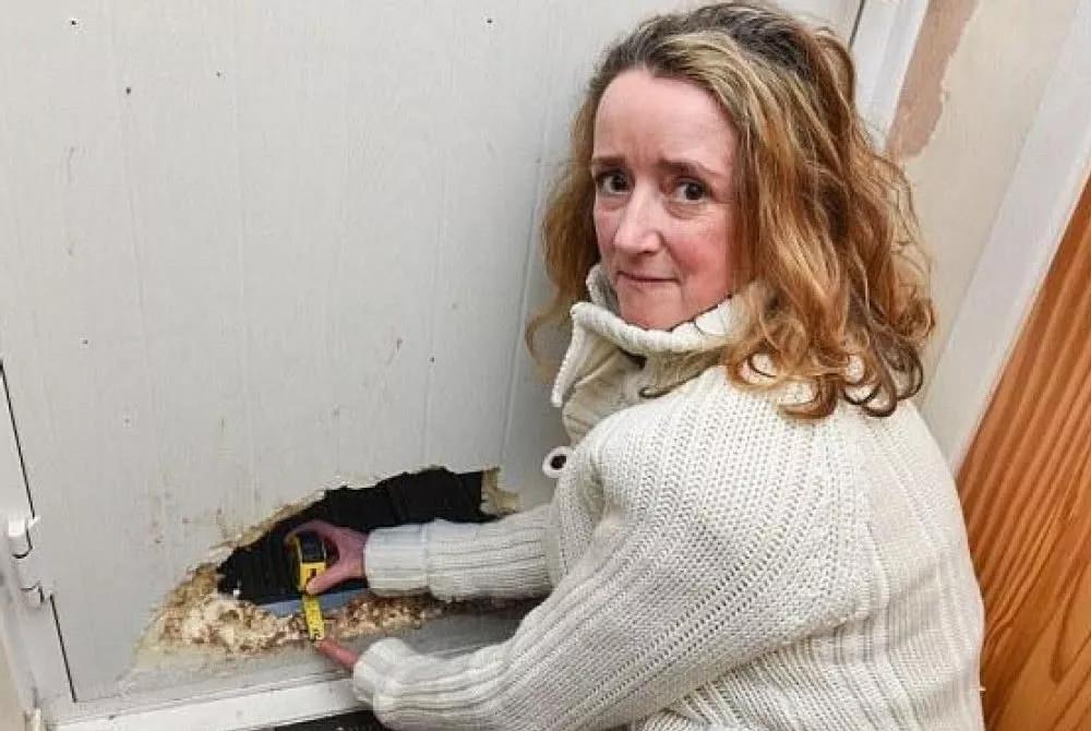 这5只宠物狗都上过报纸，堪称破坏之王，主人都以为家中遭贼