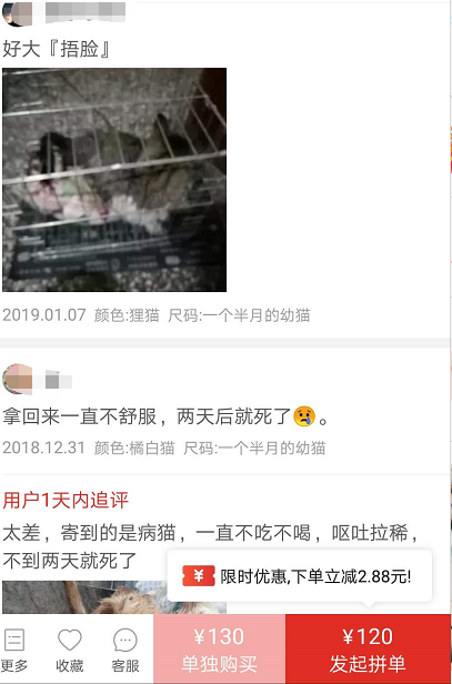 賺翻？120元在拼多多上購買中華田園貓有多可怕