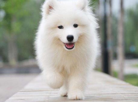 姥姥养狗就像奶奶养娃, 萨摩被宠成公主, 再也没空拆家了