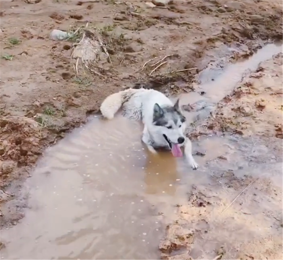 二哈跟主人澆地，躺地上不讓水流動，狗：在哪跌倒，就在哪洗澡…