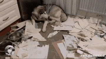 网友带二哈去干农活, 它还很卖力, 汪: 为了这个家付出太多