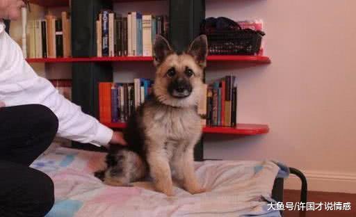 一只患上“侏儒症”的德牧，8岁还和小时候一样，萌化众多少女！