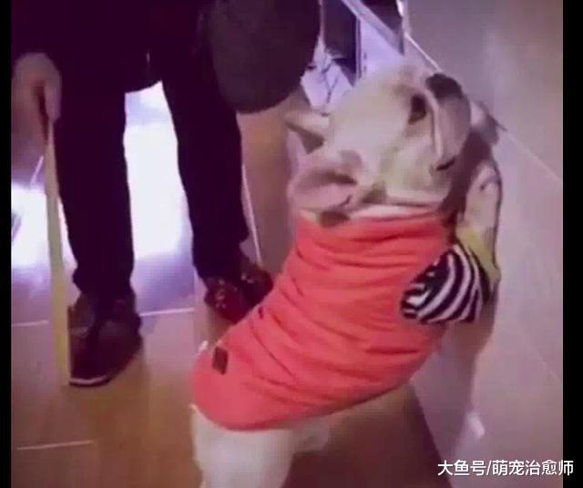 主人讓狗狗趴在墻壁上打屁股，它害怕得閉上了眼睛，表情好可憐！