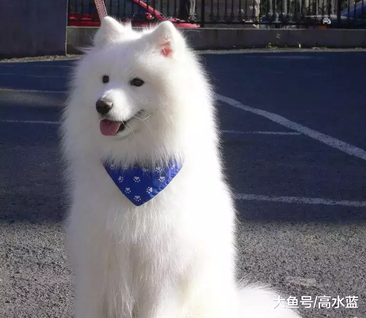 男子把狗狗装在塑料袋逛街, 路人纷纷指责, 得知真相让人哭笑不得