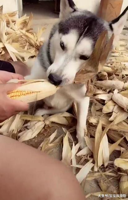 在农村养了一只哈士奇，农忙时帮助主人撕玉米皮，网友：专业对口