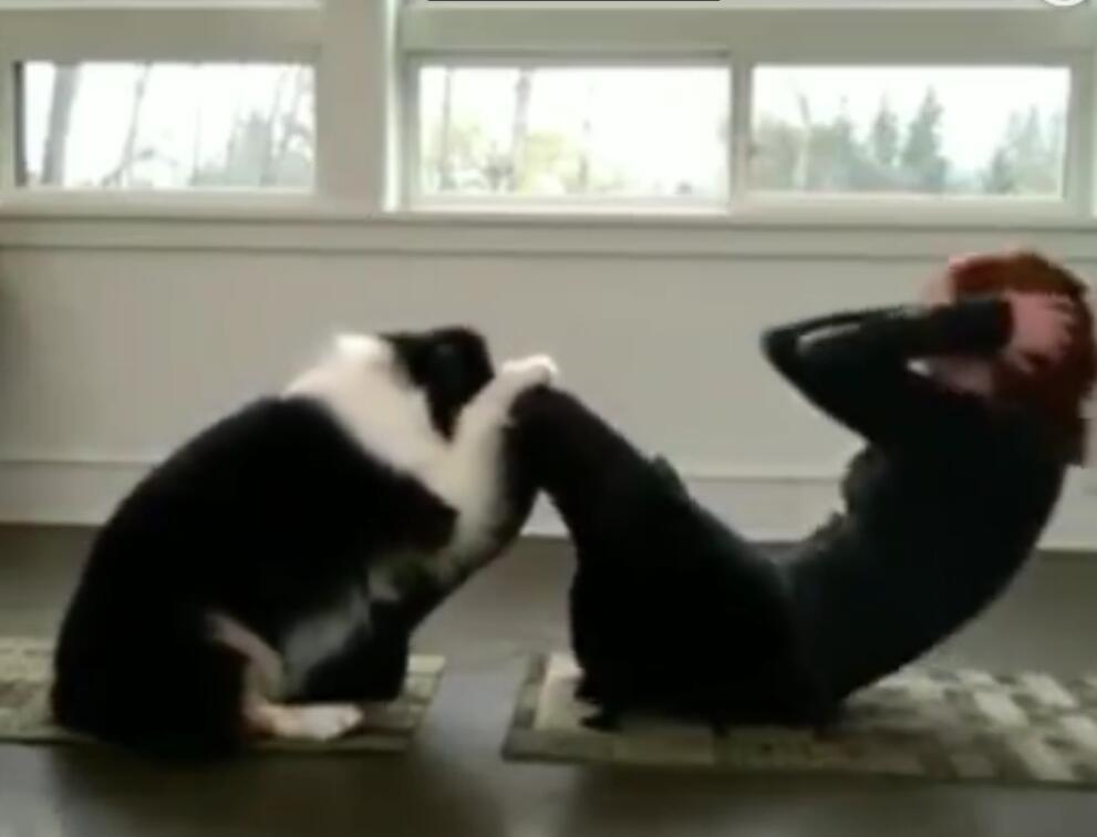 邊境牧羊犬陪主人練瑜伽，網友：姿勢很規范，這樣的狗給我來一打