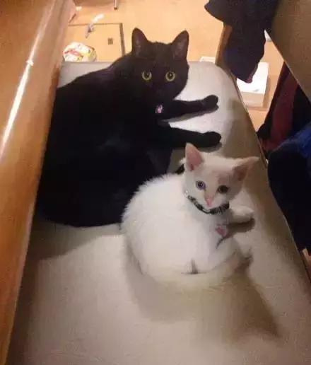 黑貓＂大哥＂生活中處處照顧白貓＂小弟＂，半年后，畫風悄悄的變了