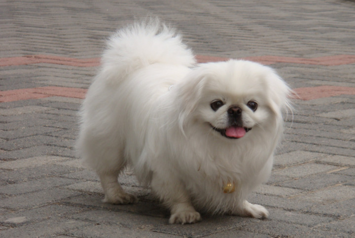 国产的5种名犬，第2种喜欢作恶作剧，养第5种的人说明家里有矿