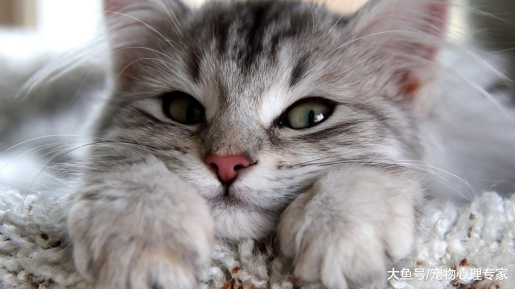 辟謠！貓咪有毛不怕冷？冬季防寒有誤區，保暖不光是穿衣這么簡單