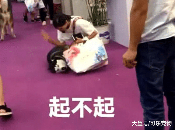 哈士奇赖在地上不动，气得主人要给它一巴掌，最后只能把它拖走了