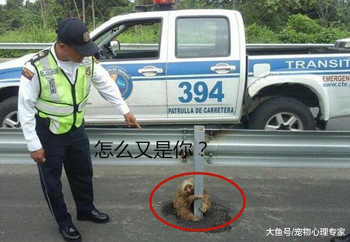 马路上出现“不明生物”导致交通堵塞，交警无奈摇头：怎么又是你