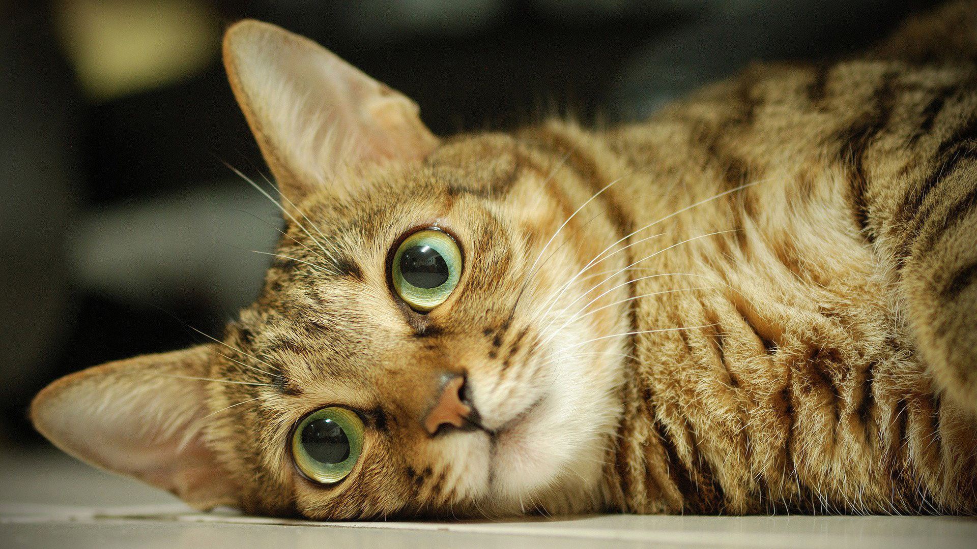 在猫咪看来，你是朋友是亲人，但永远都不是主人