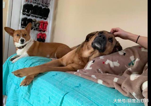 主人摸了大狗之后，柯基在一旁露出嫉妒眼神：怎么又摸它？
