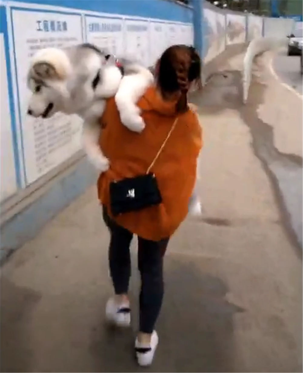 阿拉洗完澡遇到泥泞路, 被女主人一把抱起扛回家, 狗: 主人真好…