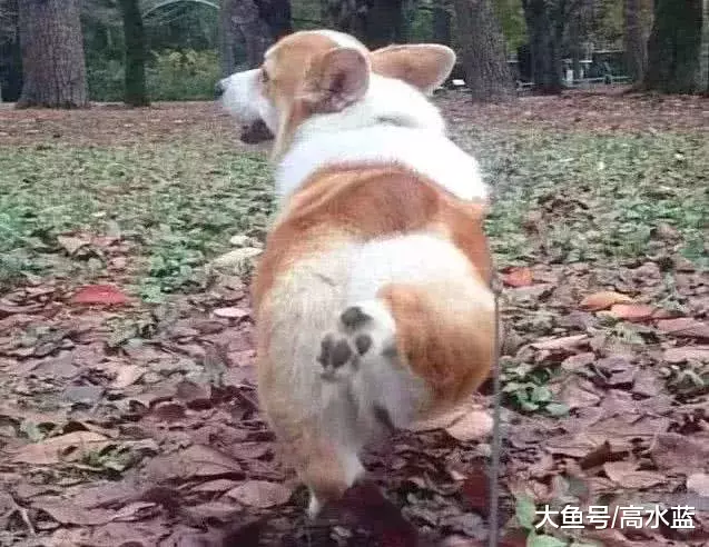 主人拍照记录柯基长大的过程，双腿完全没有变化，太魔性了