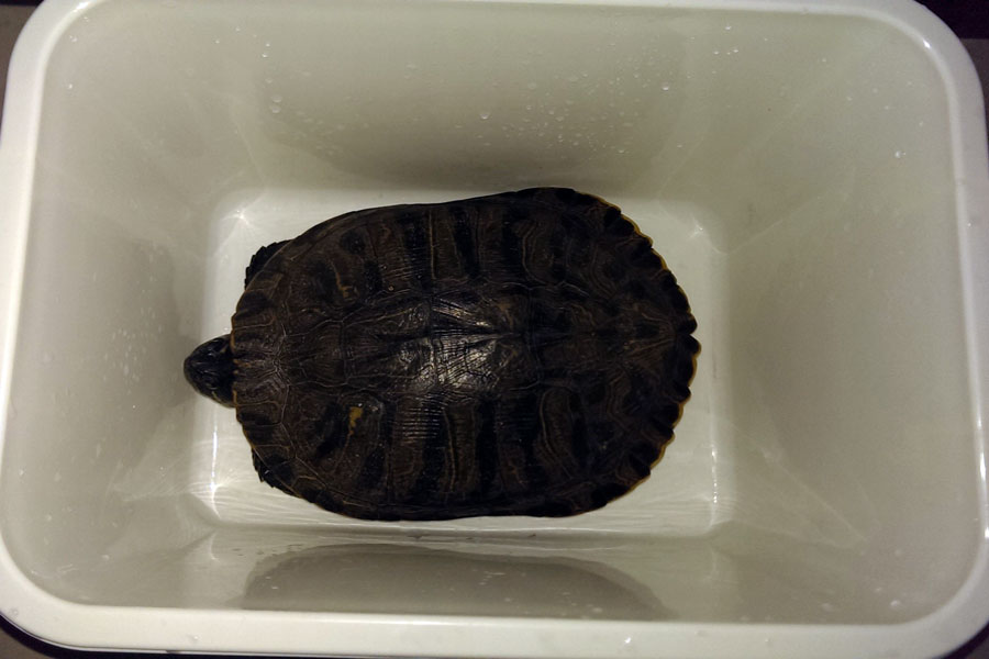 养龟新手入门知识，这些乌龟冬眠的方法，简单又实用