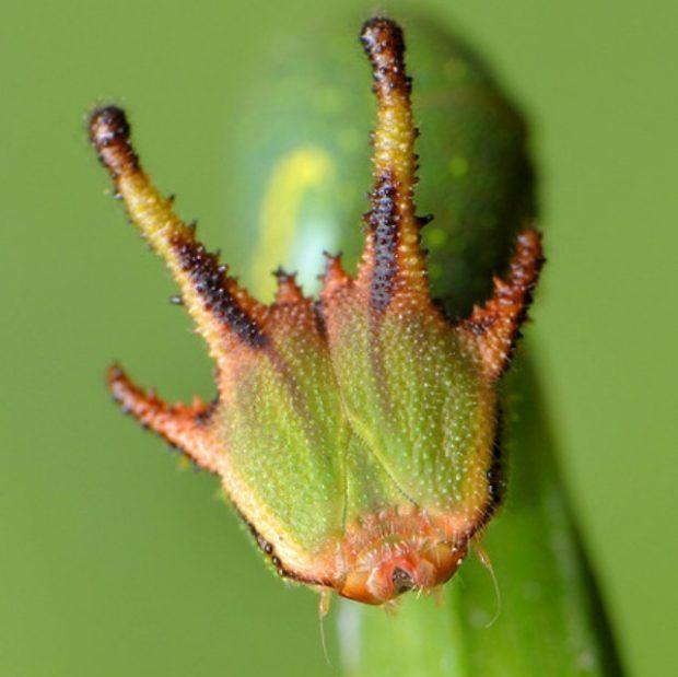 美丽的蝴蝶，来自它们更漂亮的毛毛虫