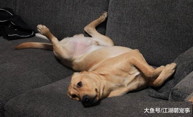 想知道都对你有什么感情，注意观察狗狗睡觉的地方就可以了