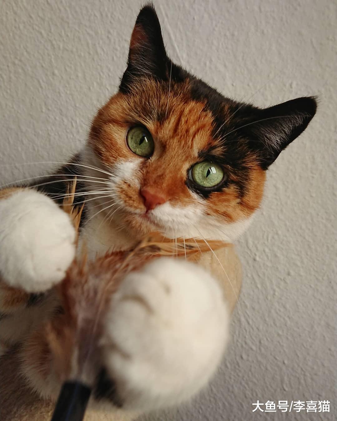 家里有猫的铲屎官出远门前要做好充分的准备，寄养并不是最优选择