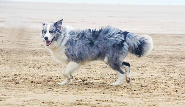 饲养边牧有“6不要”, 多少新手还不知道, 早知道早预防!